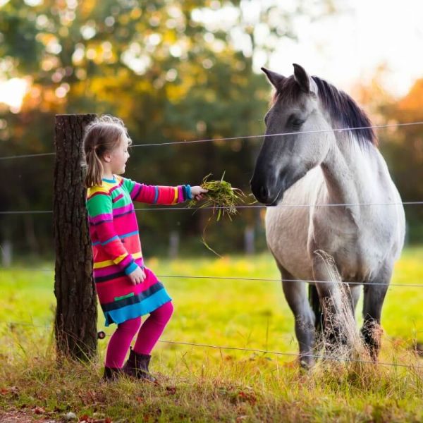 Mollie Moos Pet Farm Mullingar